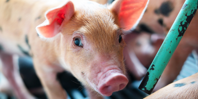 APP_advances_Sep2022