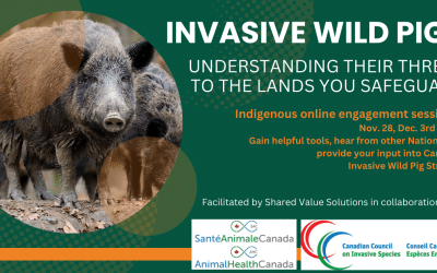 Invasive Wild Pigs Indigenous Online Engagement Sessions