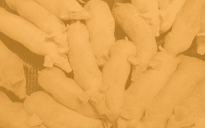 Swine Delta Coronavirus Alert