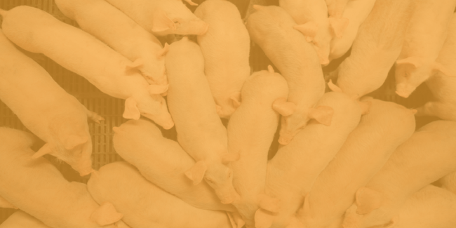 Swine Health Featured image – no text Swine Health