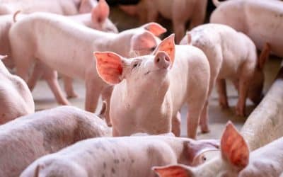 ASF Supports for Pork Producers