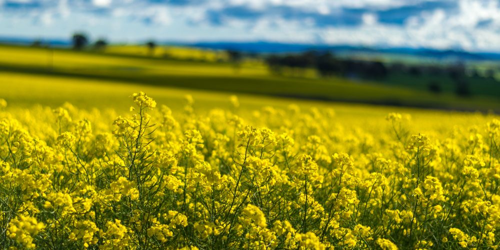 AgriStability Canola_FI Agristability Canola