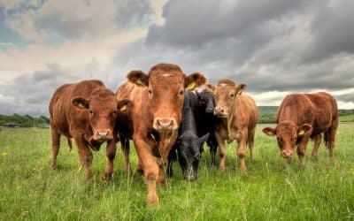 Foot and Mouth Disease