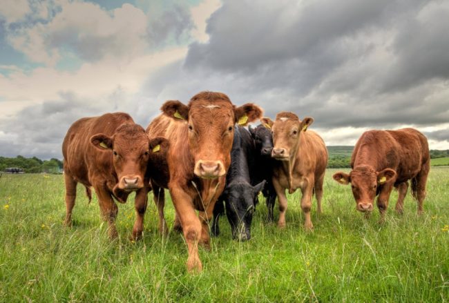 Foot and Mouth Disease_FI Foot and Mouth Disease