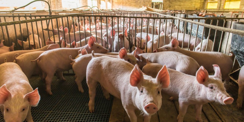 Website Featured Image-PED Swine Health PED Swine Health