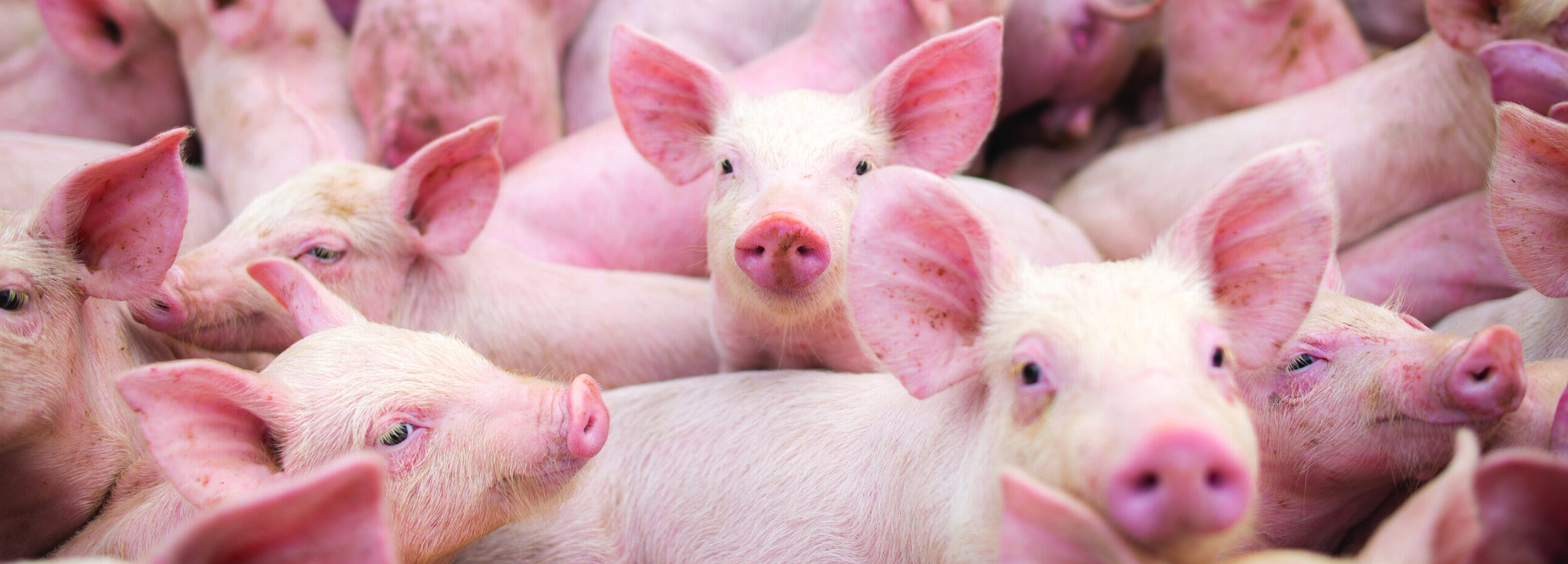 Pigs Group