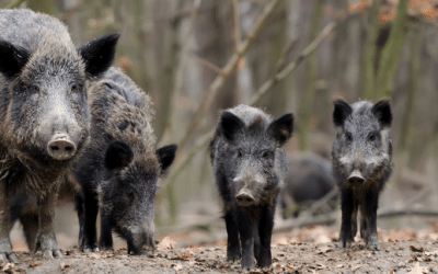 Wild Boar Regulations Change