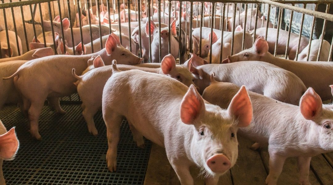 Traceability Amendments