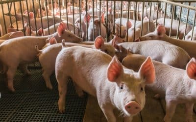 Traceability Amendments