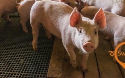 Traceability Amendments