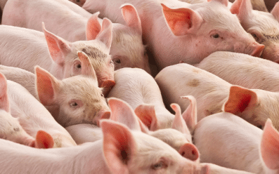 PigSAFE | PigCARE – Feed Requirement Updates