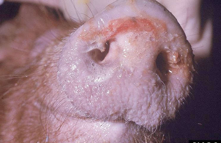 ASF Nasal Discharge