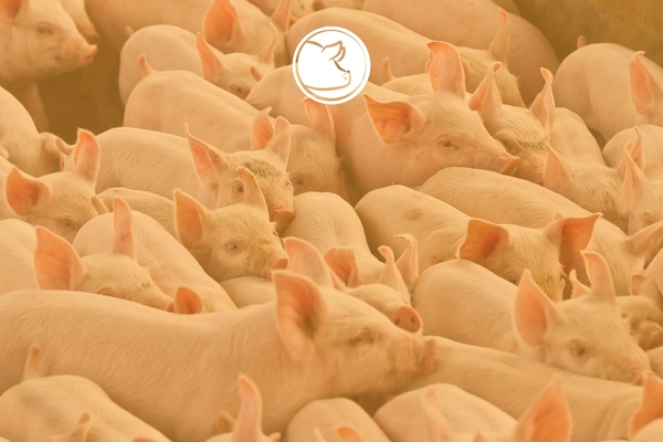 Strategic Pillar Pigs