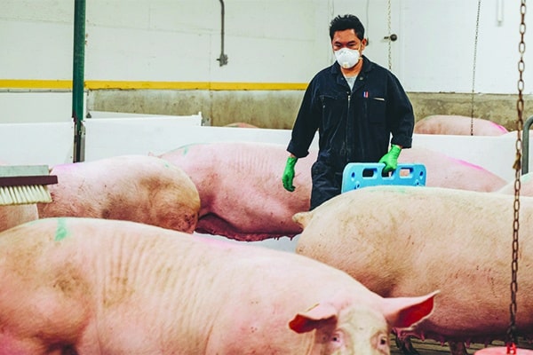 PigLEARN Group Sow