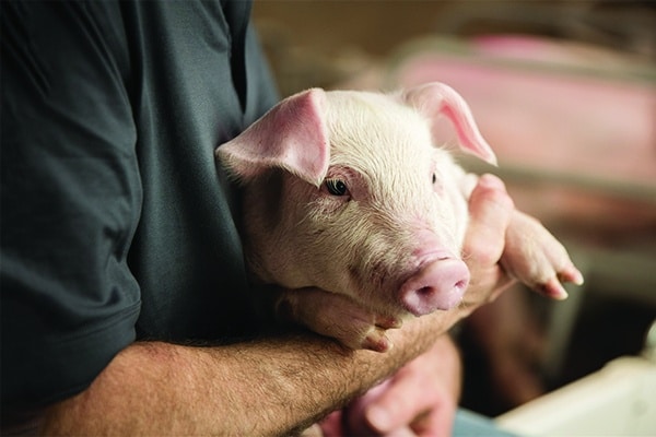 PigLEARN Group Sow
