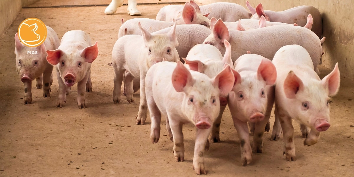 Porcine By-Products